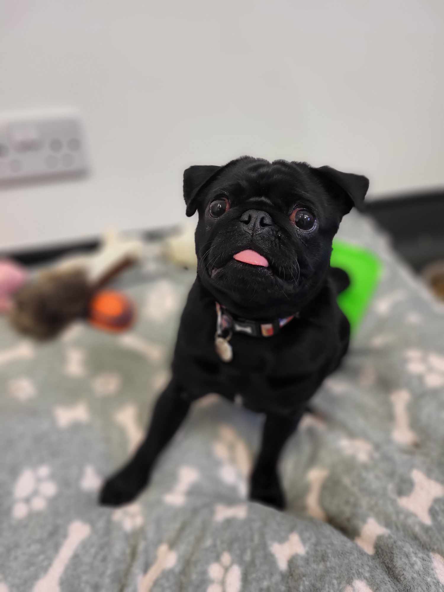 Can you help Chilli the pug get the surgery she needs?