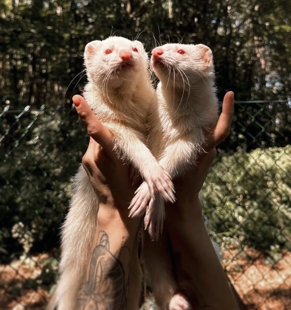 Twister & Solero