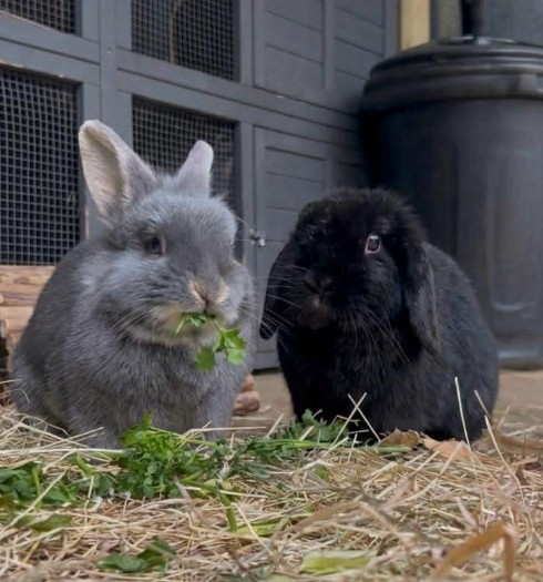 Bluebell & Sir David