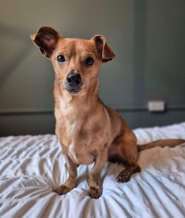 Chip, a 2 years old male Chihuahua available for adoption from RSPCA in Suffolk