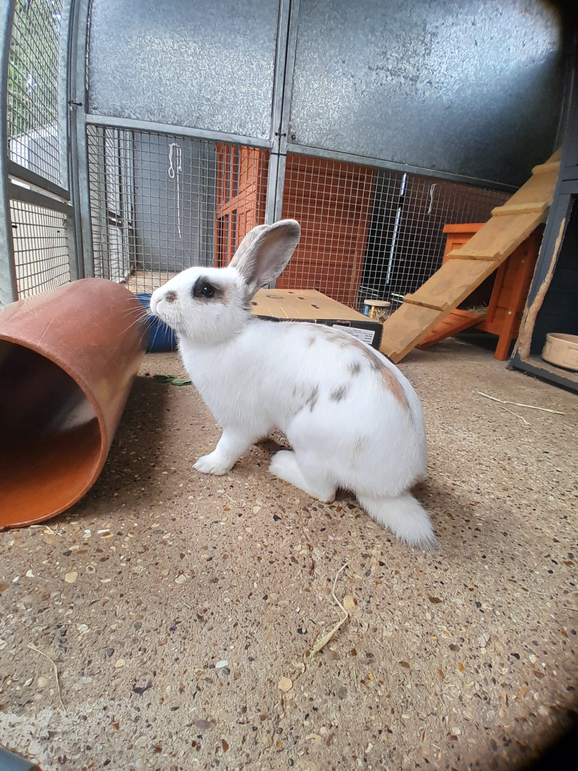 Olaf
