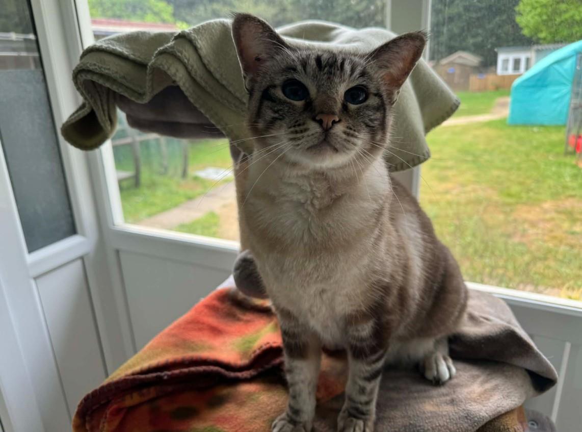 Pebbles