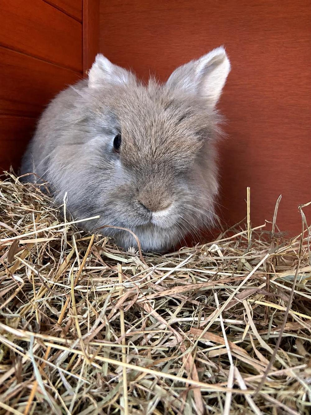 Bonnie