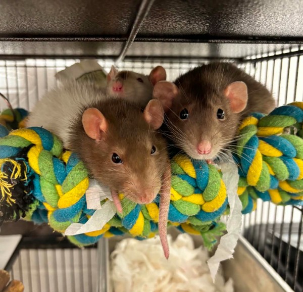 Hopper, Stevie & Wilma