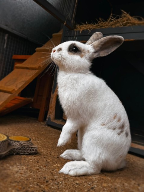 Olaf