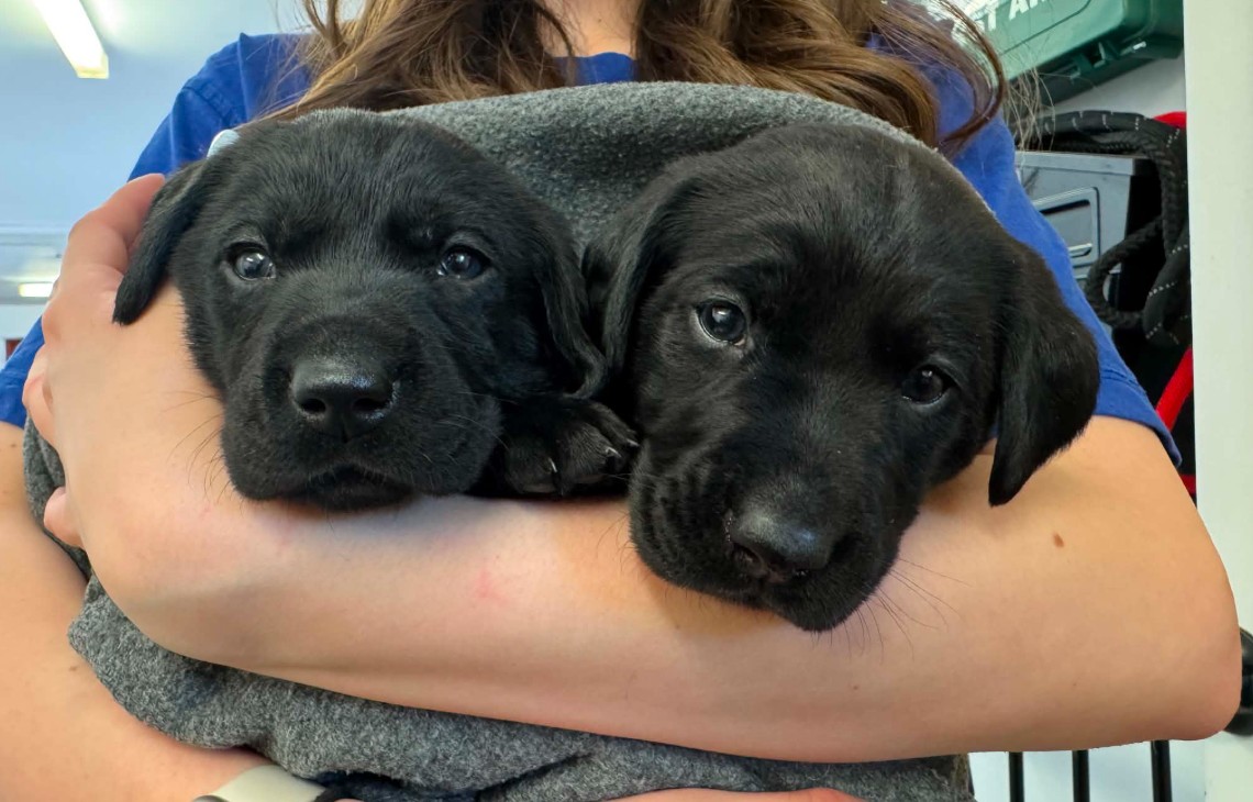 Lab Puppies x 7