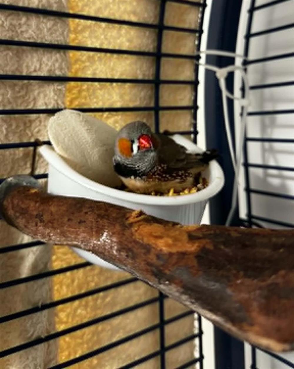 Zazu