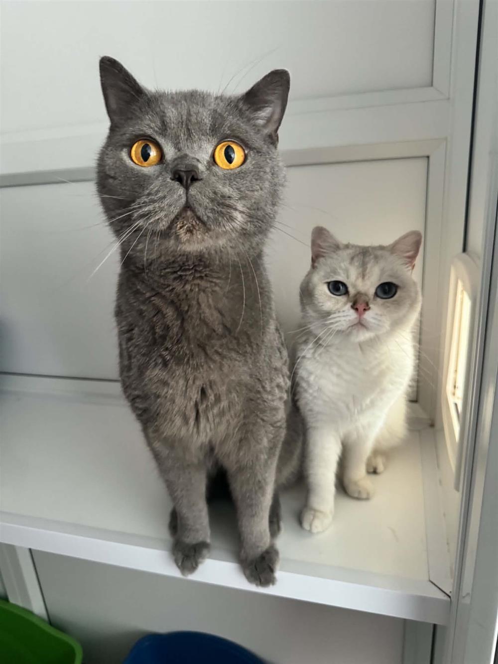 Ferguson & Florence