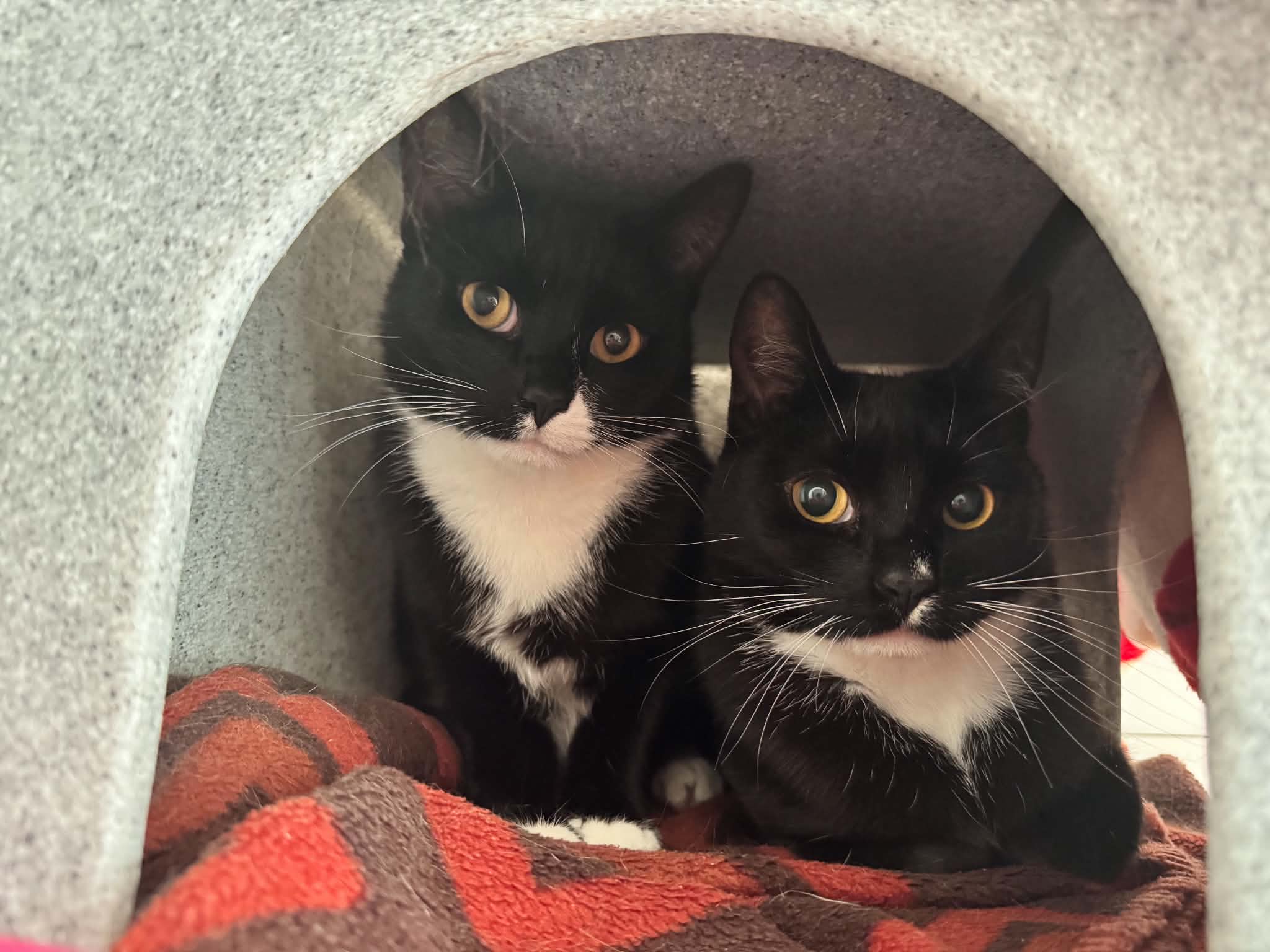Moon & Oreo