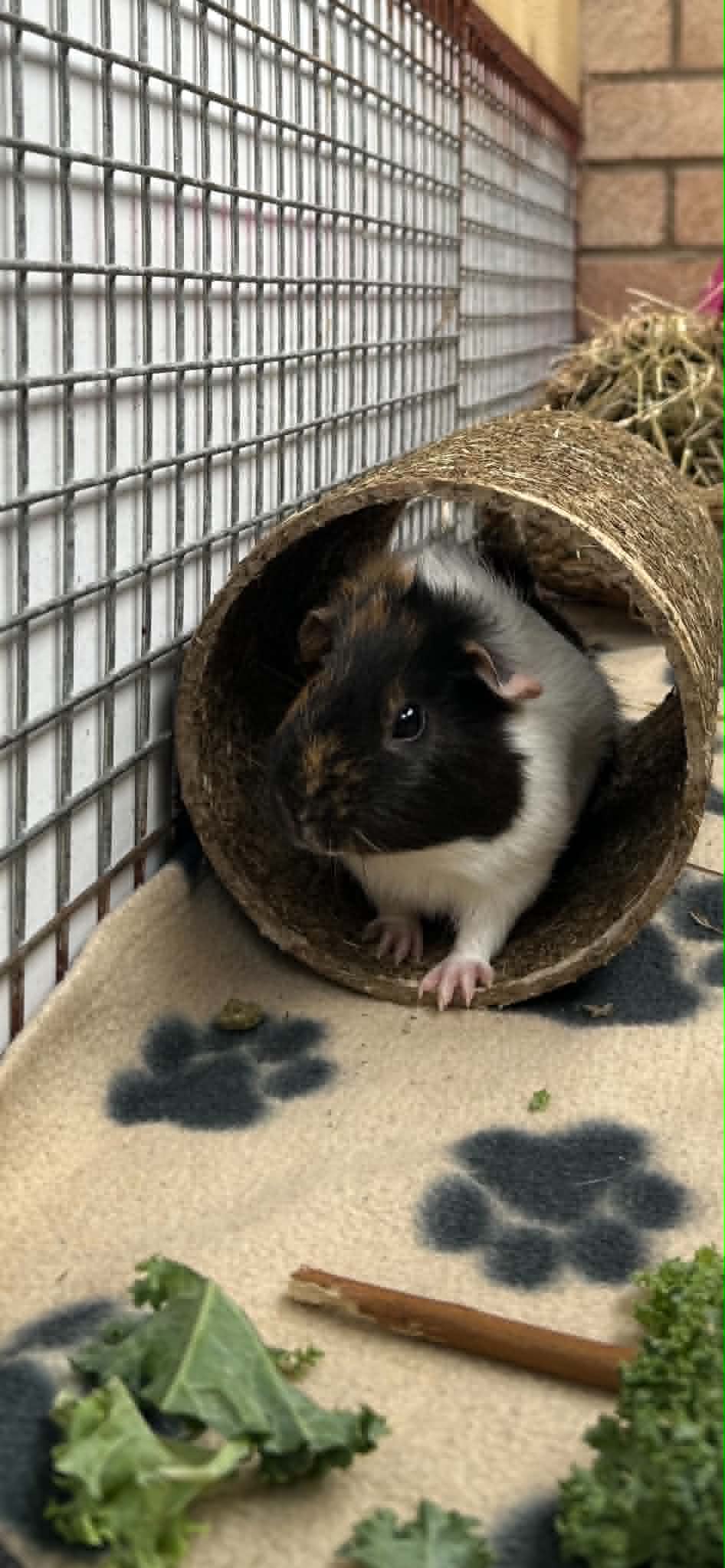 Pumpkin