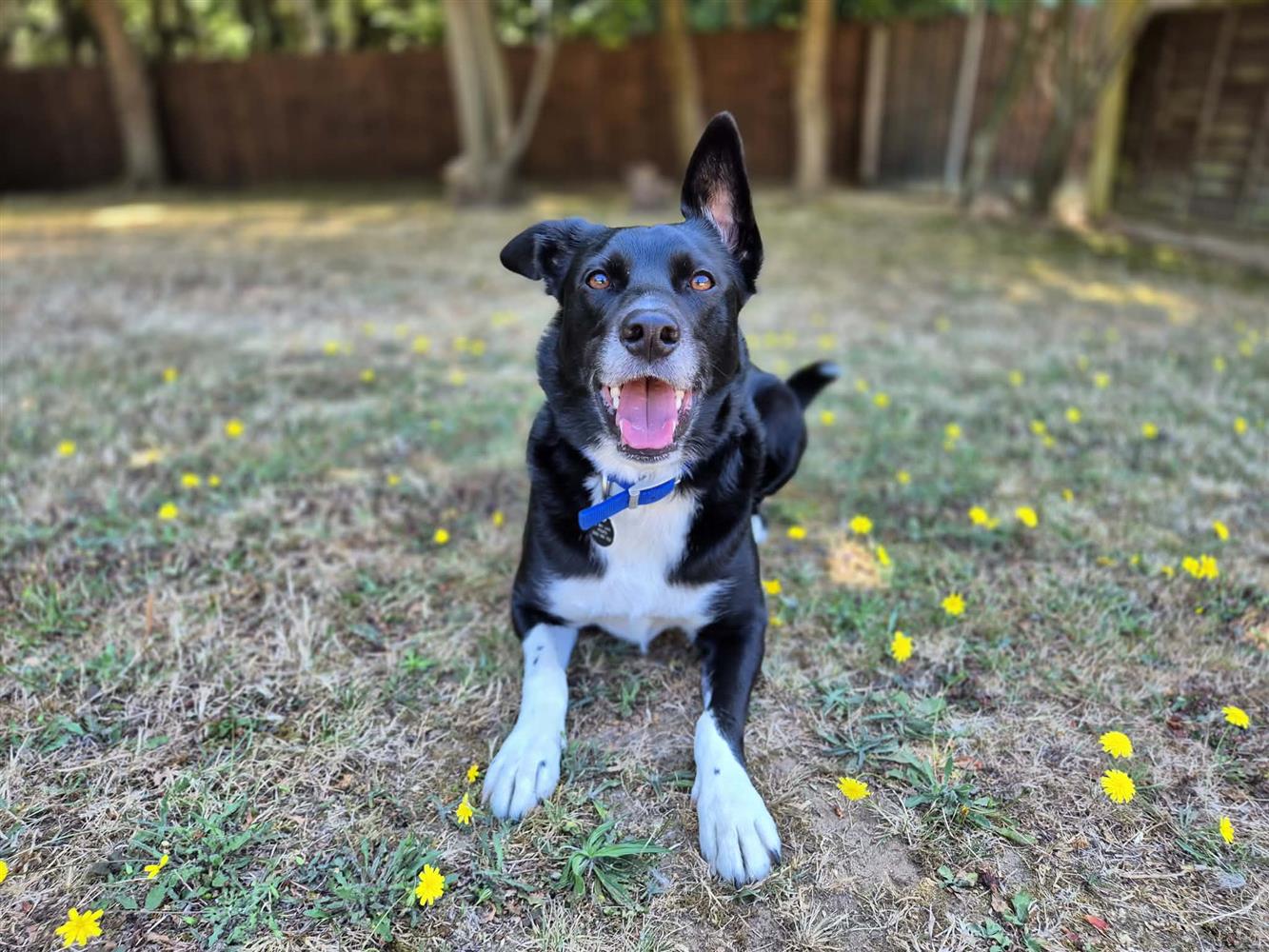 Ollie