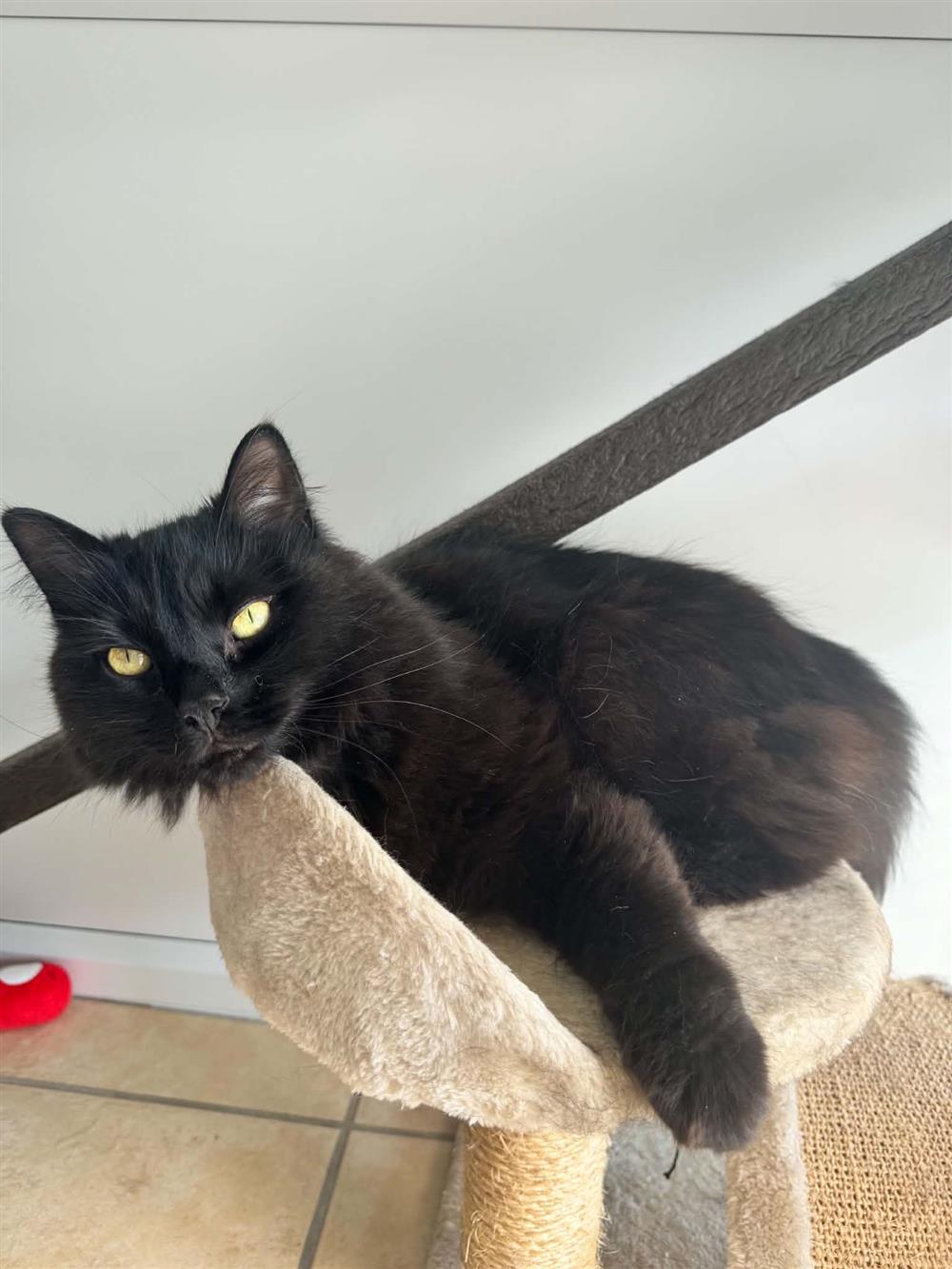Basil