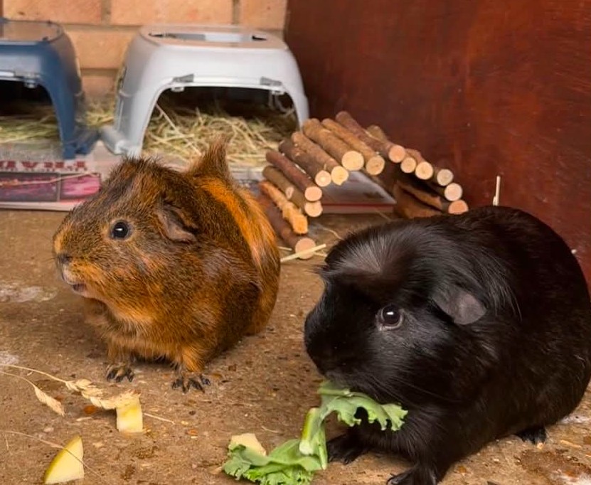 Claude & Frankie