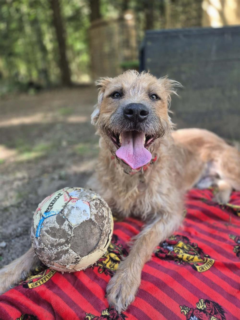 Jaxson, a 3 years old male Irish Wolfhound available for adoption from RSPCA in Suffolk