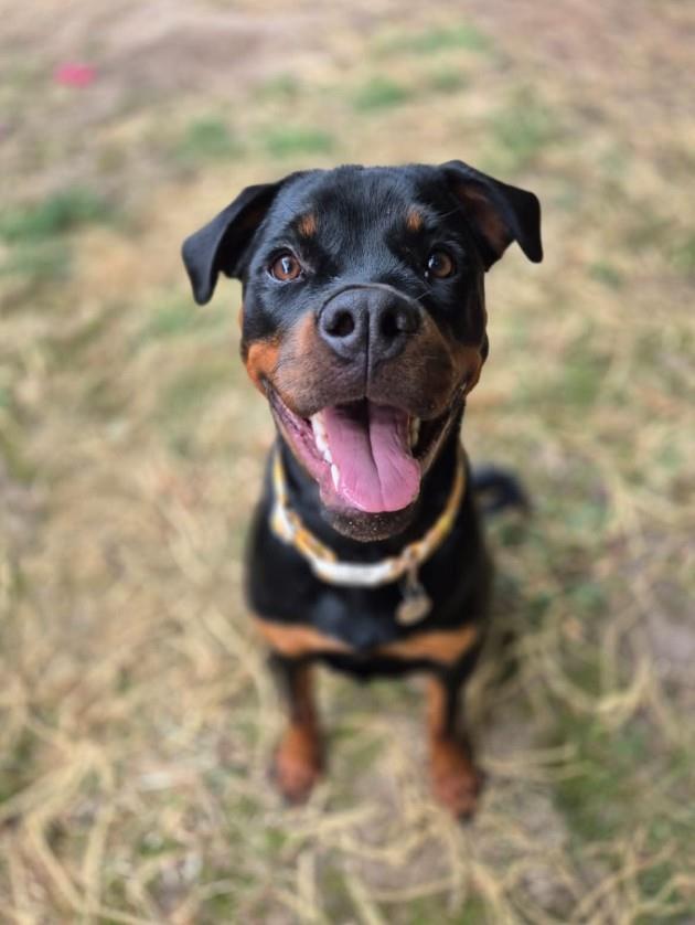 Bella, a 8 months old female Rottweiler available for adoption from RSPCA in Suffolk