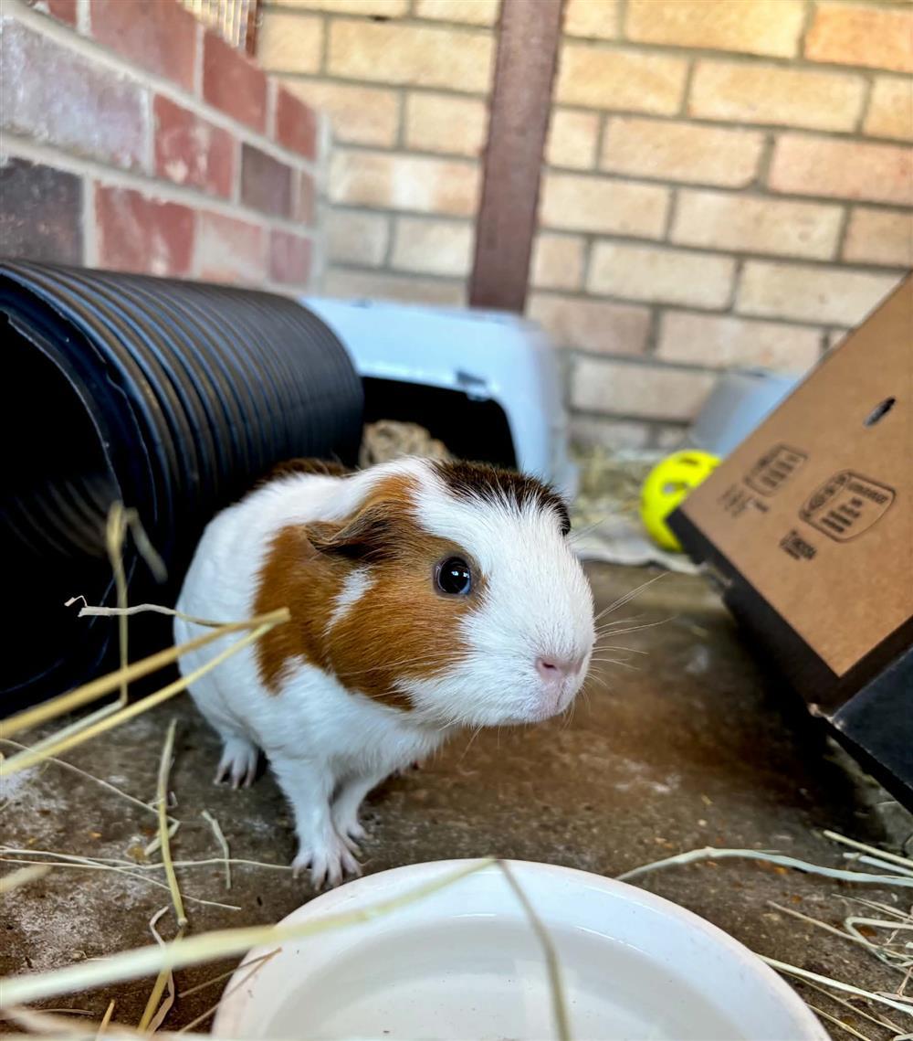 Lulu