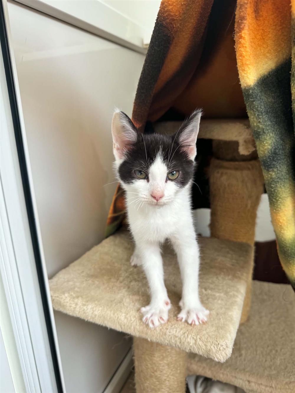 Tiny
