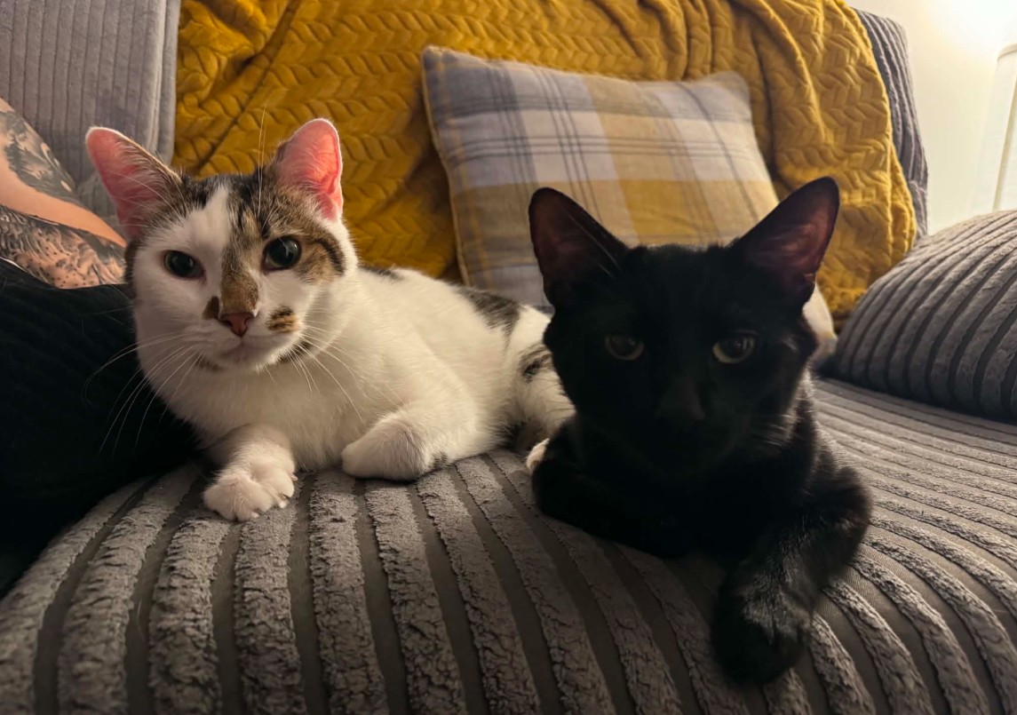 Top Cat & Dibble