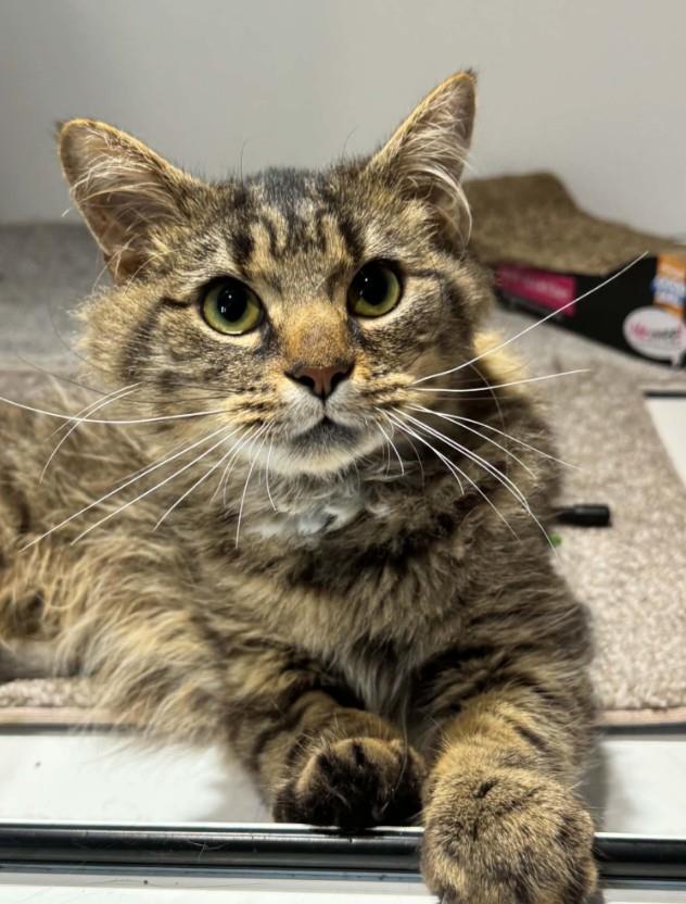 Photo of Biscuit