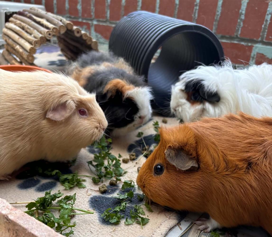 Auradot, Bean, Tedley & Potato