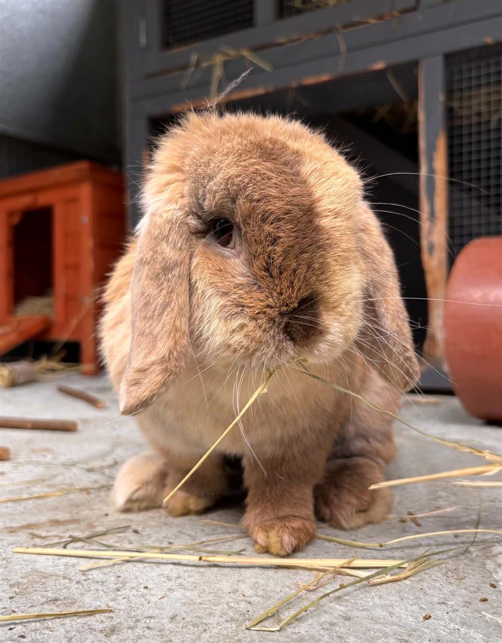 Flopsy