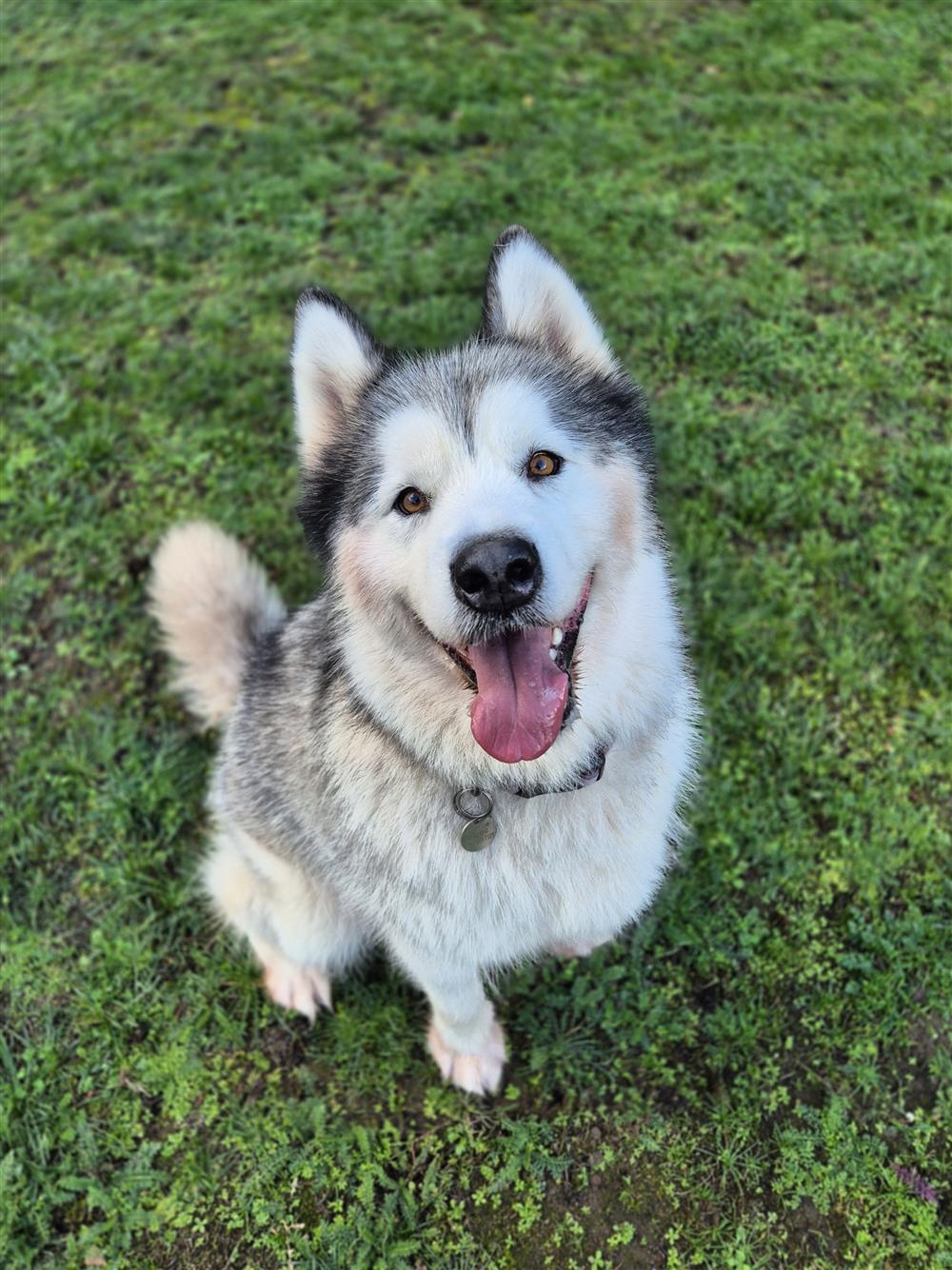Jojo, a female Alaskan Malamute available for adoption from RSPCA in Suffolk