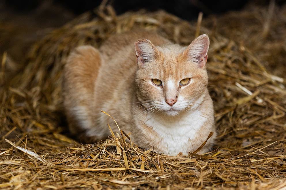 Outdoor/Farm Cats