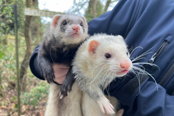 Brian and Shane are a pair of ferrets. They are shown being held up to camera with a woodland in the background.