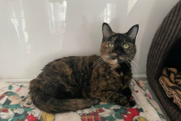 Elsa, a dark tortoiseshell cat with beautiful markings, is curled up on a blanket. She is is waiting to find her forever home.
